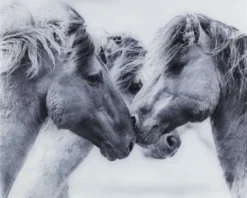 Glasrückwand Wenko Horses 60 x 50 cm