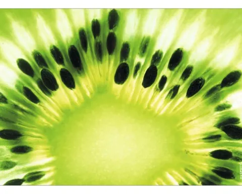 Küchenrückwand mySPOTTI pop Kiwi 59x41 cm
