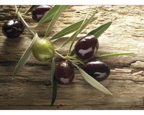 Küchenrückwand mySPOTTI pop Olivenzweig 59x41 cm
