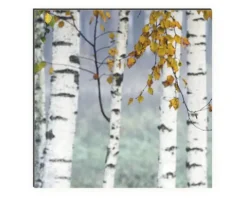 Küchenrückwand mySpotti Profix Birkenwald 100 x 60 cm PX-10060-14-HB