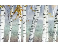 Küchenrückwand mySpotti Profix Birkenwald 100 x 60 cm PX-10060-14-HB