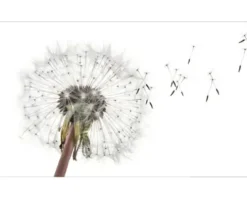 Küchenrückwand mySpotti Profix Dandelion 100 x 60 cm PX-10060-1508-HB