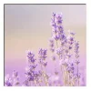 Küchenrückwand mySpotti Profix Lavendelfeld 100 x 60 cm PX-10060-1034-HB