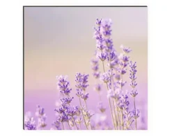 Küchenrückwand mySpotti Profix Lavendelfeld 100 x 60 cm PX-10060-1034-HB