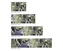 Küchenrückwand mySpotti Profix Olivenbaum 100 x 60 cm PX-10060-1009-HB