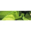 Küchenrückwand mySpotti Splash Rainforest 2800 x 600 mm SP-F2-1262