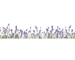 Küchenrückwand mySpotti Splash Lilou Lavendel 2800 x 600 mm SP-F2-1815