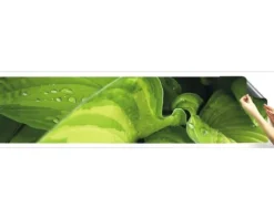 Küchenrückwand mySpotti Splash Rainforest 2800 x 600 mm SP-F2-1262